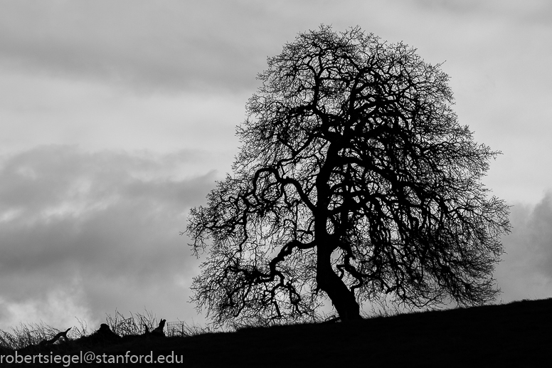 arastradero